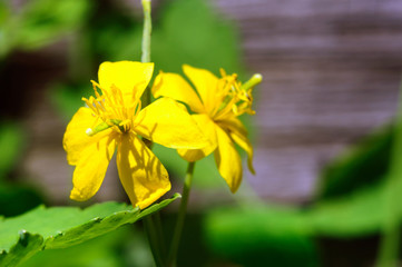 Yellow celandine flower in the summer garden, chelidonium.