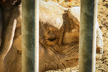 Sad short shot of a white rhinoceros (Ceratotherium simum) behind some safety bars with the filmed horn