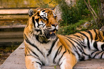 Obraz premium Pretty tiger (Panthera tigris) resting on cement at sunset