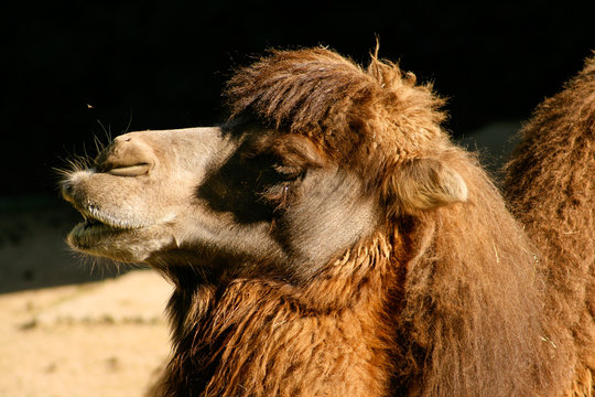 Bactrian or Asian camel (Camelus bactrianus)