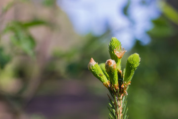 bud of a tree
