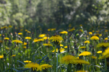 meadow of dandelion flowers in nature