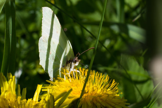 Fototapeta white butterfly ( cabbage) collects pollen on dandelion