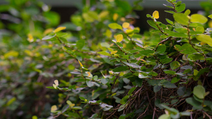 Obraz premium Shot of Colorful Tropical Flowers and Leaves