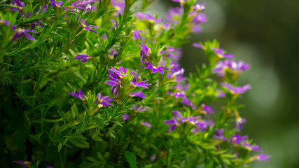 Shot of Colorful Tropical Flowers and Leaves