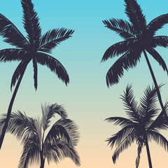 Fototapeta na wymiar Silhouette palm trees background