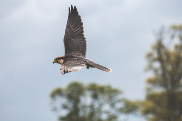 hawk in flight