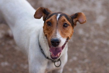 HUNTING DOG WHITE AND BROWN OF SPAIN