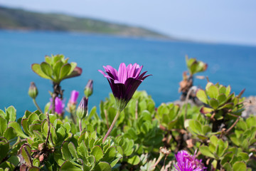 Cornish flowers 2