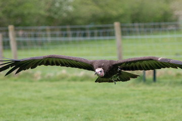 vulture in flight 