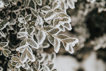 Frost on boxwood branches. Shallow depth of field. Beautiful win