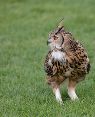 owl on grass 