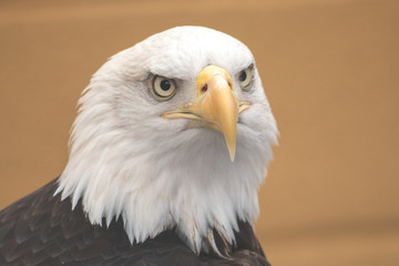 portrait of an eagle