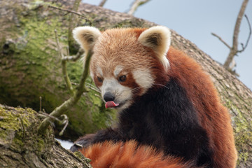 Fototapeta premium red panda 