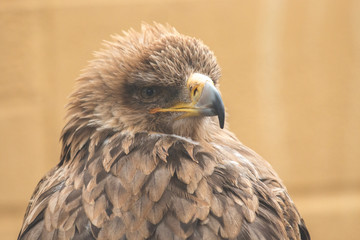 portrait of an eagle
