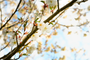 Japanese cherry blossom and petals, sakura flowers and branches