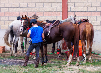 RIDER WASHING SPANISH HORSES