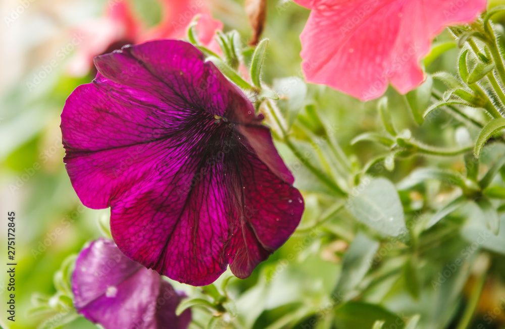 Poster burgundy mallow flower