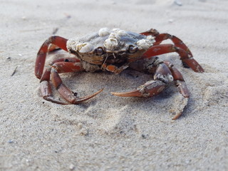 Red crab on sandy beach with large claws