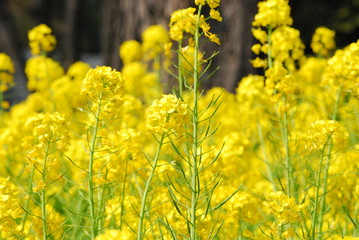 菜の花