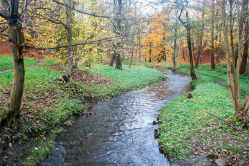 creek in the autumn forest