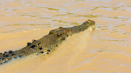 Saltwater Crocodile