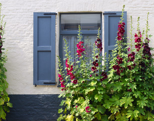 Fototapeta na wymiar Blooming red and burgundy hollyhocks (Alcea rosea or Althaea rosea) in front of traditional blue painted window with shutters and white painted brick wall with black baseboard on an sunny day in June