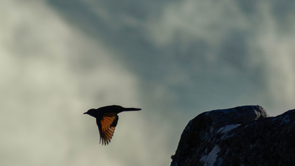 oiseaux 