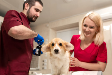 Veterinary doctors exam little corgi dog in manipulation room of pet clinic. Pet health care