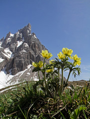 anemone alpina (Pulsatilla alpina); sullo sfondo il Cimon de la Pala