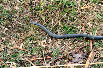 Fototapeta premium a big black grass snake crawling on the green and dry grass