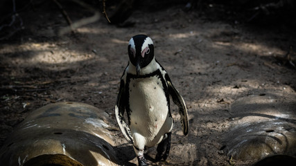 Pingouins