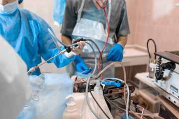 Vet doing the operation for sterilization. The cat on the operating table in a veterinary clinic. Cat in a veterinary surgery , the uterus and ovaries of a cat during surgery