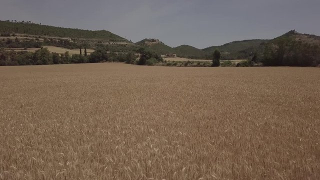 Flying over a wheat field in the afternoon
