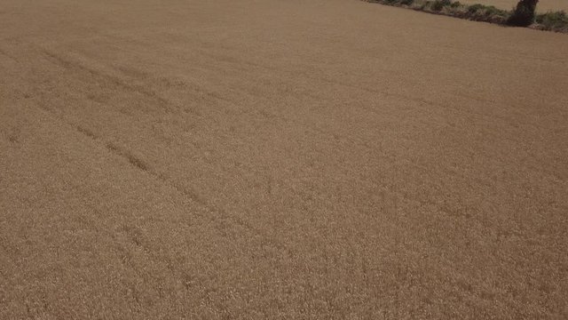Aerial soft flight over a wheat field before the harvest in the province of Lleida (Solsona - Solsones), Catalonia, Spain