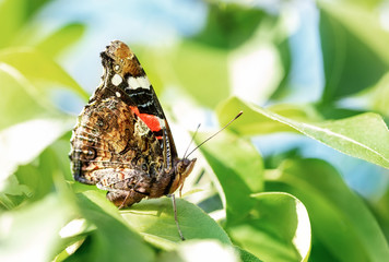 Close-up macro monarch butterfly on green leaves at fruit tree garden. Insect in orchard. Bright spring sunny day background