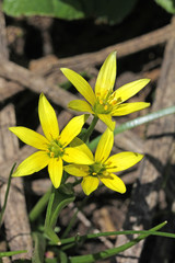 Obraz premium le stelline gialle del cipollaccio (Gagea liotardii)
