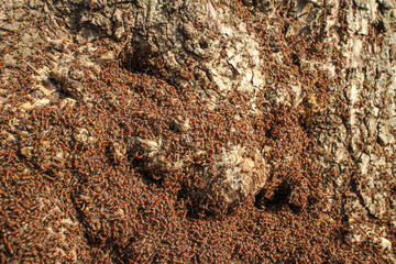 a large colony of red ants on a tree in a forest