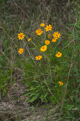 Coreopsis Flowers