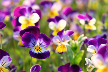 Fototapeta na wymiar group of perennial yellow-violet Viola cornuta, known as horned pansy or horned violet