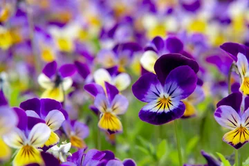  group of perennial yellow-violet Viola cornuta, known as horned pansy or horned violet © Галина Сандалова