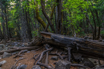 Dead Wood in Forest Scene-01