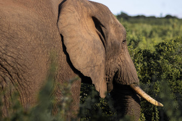 éléphants