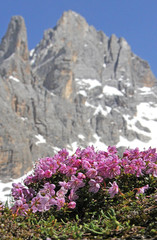 rododendro nano (Rhodothamnus chamaecistus); sullo sfondo la Vezzana, nelle Pale di San Martino