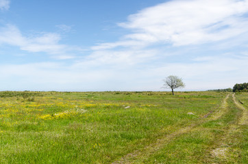 Bright green and yellow grassland with a lone tree