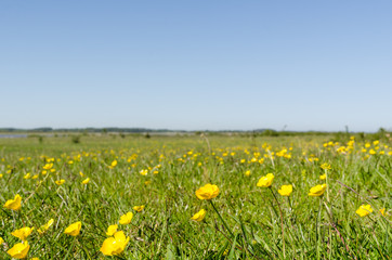 Yellow flowers close up in a green grassland by springtime