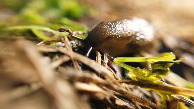 Traveling slug in the same direction