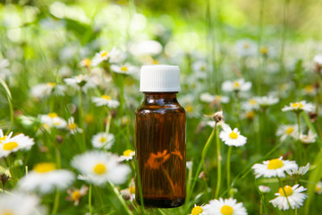  Essential herbs, oil and camomile flowers.