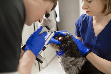 A veterinary ophthalmologist makes a medical procedure, examines the eyes of a dog with an injured eye and an assisent helps her to hold her head..A veterinarian makes biomicroscopy using a slit lamp