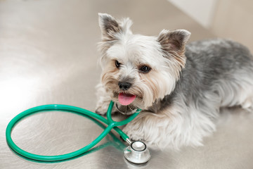 A cute dog breed Yorkshire Terrier is lying on the table with a stethoscope in a veterinary...
